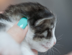 Wildfee's Norwegische Waldkatzen Wildfee's Oh Johnny - 2 Wochen alt