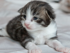 Wildfee's Norwegische Waldkatzen Wildfee's Oh Johnny - 2 Wochen alt