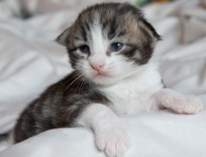 Wildfee's Norwegische Waldkatzen Wildfee's Oh Johnny - 2 Wochen alt