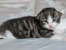 Wildfee's Norwegische Waldkatzen Wildfee's Oh Johnny - 2 Wochen alt