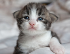 Wildfee's Norwegische Waldkatzen Wildfee's Oh Johnny - eine Woche alt