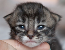 Wildfee's Norwegische Waldkatzen Wildfee's Ole Dynamit - 2 Wochenn alt