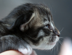 Wildfee's Norwegische Waldkatzen Wildfee's Ole Dynamit - eine Woche alt