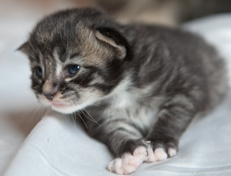 Wildfee's Norwegische Waldkatzen Wildfee's Ole Dynamit - eine Woche alt