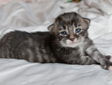 Wildfee's Norwegische Waldkatzen Wildfee's Ole Dynamit - eine Woche alt