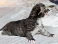 Wildfee's Norwegische Waldkatzen Wildfee's Ole Dynamit - eine Woche alt