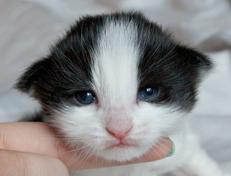 Wildfee's Norwegische Waldkatzen Wildfee's Osiris Pan - 2 Wochen alt