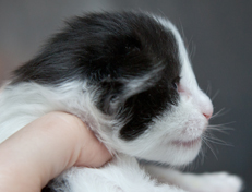 Wildfee's Norwegische Waldkatzen Wildfee's Osiris Pan - 2 Wochen alt