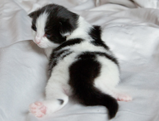 Wildfee's Norwegische Waldkatzen Wildfee's Osiris Pan - 2 Wochen alt