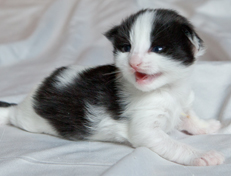 Wildfee's Norwegische Waldkatzen Wildfee's Osiris Pan - 2 Wochen alt