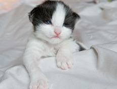 Wildfee's Norwegische Waldkatzen Wildfee's Osiris Pan - 2 Wochen alt