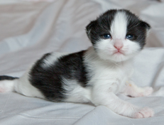 Wildfee's Norwegische Waldkatzen Wildfee's Osiris Pan - 2 Wochen alt