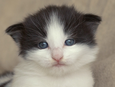 Wildfee's Norwegische Waldkatzen Wildfee's Odin Pan - 3 Wochen alt