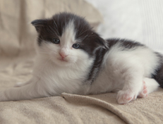 Wildfee's Norwegische Waldkatzen Wildfee's Odin Pan - 3 Wochen alt