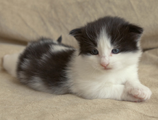 Wildfee's Norwegische Waldkatzen Wildfee's Odin Pan - 3 Wochen alt