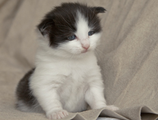 Wildfee's Norwegische Waldkatzen Wildfee's Odin Pan - 3 Wochen alt