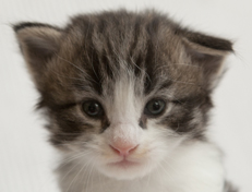 Wildfee's Norwegische Waldkatzen Wildfee's Oh Johnny - 3 Wochen alt