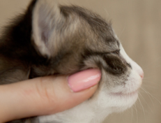 Wildfee's Norwegische Waldkatzen Wildfee's Oh Johnny - 3 Wochen alt