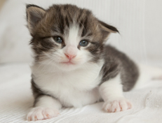 Wildfee's Norwegische Waldkatzen Wildfee's Oh Johnny - 3 Wochen alt