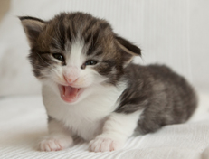 Wildfee's Norwegische Waldkatzen Wildfee's Oh Johnny - 3 Wochen alt