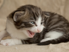 Wildfee's Norwegische Waldkatzen Wildfee's Oh Johnny - 3 Wochen alt