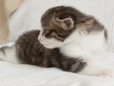 Wildfee's Norwegische Waldkatzen Wildfee's Oh Johnny - 3 Wochen alt