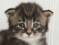 Wildfee's Norwegische Waldkatzen Wildfee's Ole Dynamit - 3 Wochen alt