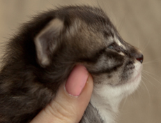 Wildfee's Norwegische Waldkatzen Wildfee's Ole Dynamit - 3 Wochen alt