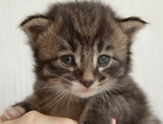 Wildfee's Norwegische Waldkatzen Wildfee's Ole Dynamit - 3 Wochen alt