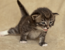 Wildfee's Norwegische Waldkatzen Wildfee's Ole Dynamit - 3 Wochen alt