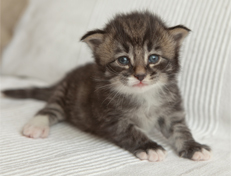 Wildfee's Norwegische Waldkatzen Wildfee's Ole Dynamit - 3 Wochen alt