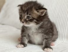 Wildfee's Norwegische Waldkatzen Wildfee's Ole Dynamit - 3 Wochen alt