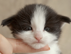 Wildfee's Norwegische Waldkatzen Wildfee's Osiris Pan - 3 Wochen alt