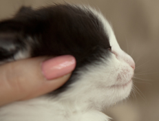 Wildfee's Norwegische Waldkatzen Wildfee's Osiris Pan - 3 Wochen alt