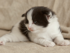 Wildfee's Norwegische Waldkatzen Wildfee's Osiris Pan - 3 Wochen alt