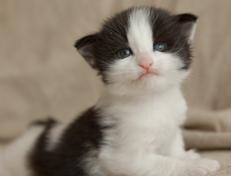 Wildfee's Norwegische Waldkatzen Wildfee's Osiris Pan - 3 Wochen alt