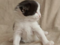 Wildfee's Norwegische Waldkatzen Wildfee's Osiris Pan - 3 Wochen alt