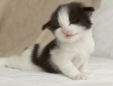 Wildfee's Norwegische Waldkatzen Wildfee's Osiris Pan - 3 Wochen alt