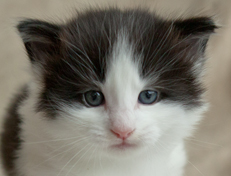 Wildfee's Norwegische Waldkatzen Wildfee's Odin Pan - 4 Wochen alt