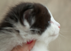 Wildfee's Norwegische Waldkatzen Wildfee's Odin Pan - 4 Wochen alt