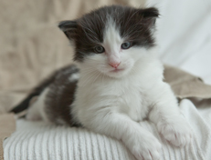 Wildfee's Norwegische Waldkatzen Wildfee's Odin Pan - 4 Wochen alt