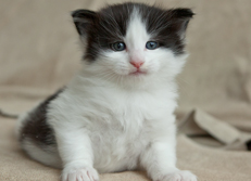 Wildfee's Norwegische Waldkatzen Wildfee's Odin Pan - 4 Wochen alt