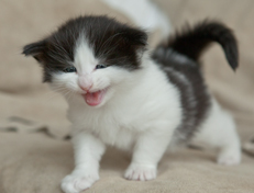 Wildfee's Norwegische Waldkatzen Wildfee's Odin Pan - 4 Wochen alt