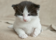 Wildfee's Norwegische Waldkatzen Wildfee's Odin Pan - 4 Wochen alt