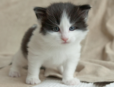 Wildfee's Norwegische Waldkatzen Wildfee's Odin Pan - 4 Wochen alt