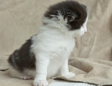 Wildfee's Norwegische Waldkatzen Wildfee's Odin Pan - 4 Wochen alt