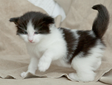 Wildfee's Norwegische Waldkatzen Wildfee's Odin Pan - 4 Wochen alt