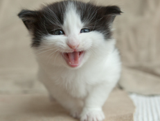 Wildfee's Norwegische Waldkatzen Wildfee's Odin Pan - 4 Wochen alt