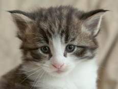 Wildfee's Norwegische Waldkatzen Wildfee's Oh Johnny - 4 Wochen alt