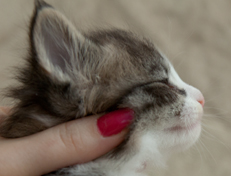 Wildfee's Norwegische Waldkatzen Wildfee's Oh Johnny - 4 Wochen alt